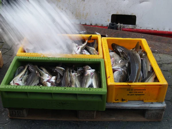 Aqui Voando Pedaços Gelo Captura Recém Desembarcada Barco Pesca Heiligenhafen — Fotografia de Stock