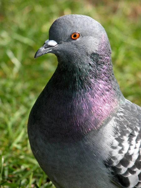 Vacker Utsikt Över Vacker Fågel Naturen — Stockfoto