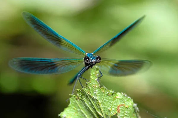 自然界的昆虫 蜻蜓Odonata苍蝇 — 图库照片