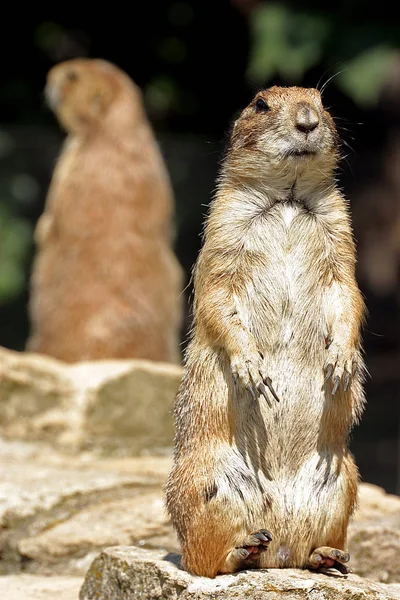 Och Båda Ansiktet — Stockfoto