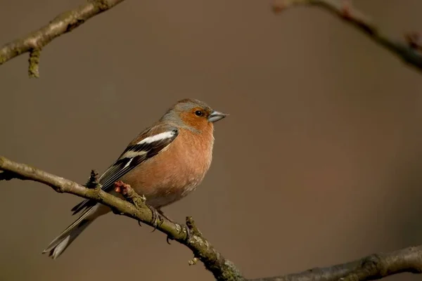 Fink Star Nthe Chaffinches Here Male One Most Common Species — Foto de Stock