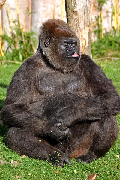 Naczelne Zwierzę Małpa Goryl Małpa — Zdjęcie stockowe
