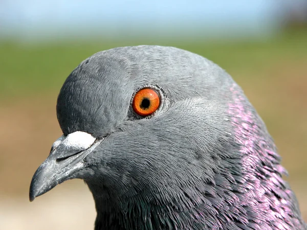 Mein Auge Sieht Alles — Stockfoto