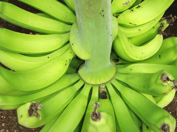 热带香蕉树 异国植物 — 图库照片