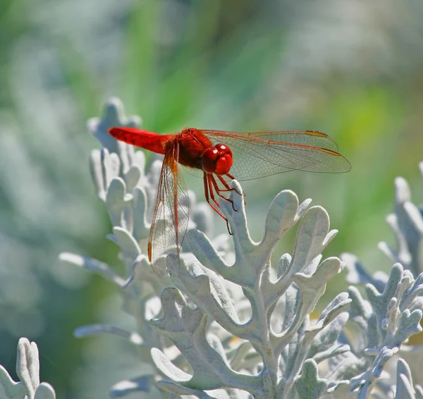 Vue Macro Rapprochée Insecte Libellule — Photo