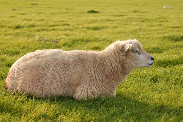 Malerischer Blick Auf Die Landschaft Selektiver Fokus — Stockfoto