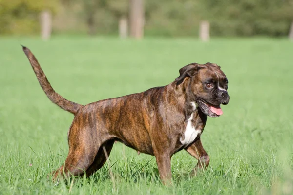 Şirin Bir Köpeğin Portresi — Stok fotoğraf