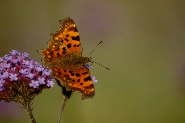 Nahaufnahme Von Wanzen Der Wilden Natur — Stockfoto