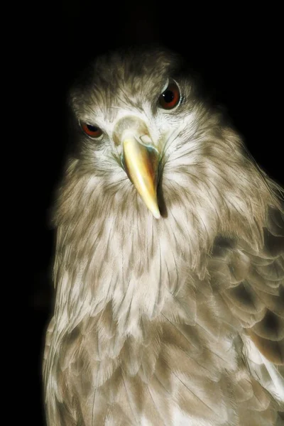 Das Porträt Eines Adlers — Stockfoto