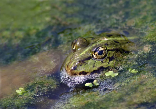 Animale Anfibio Rana Selvatica — Foto Stock