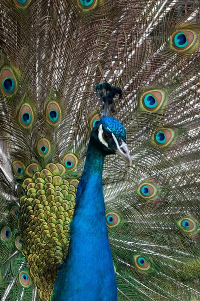 Pavo Real Plumas Fauna — Foto de Stock