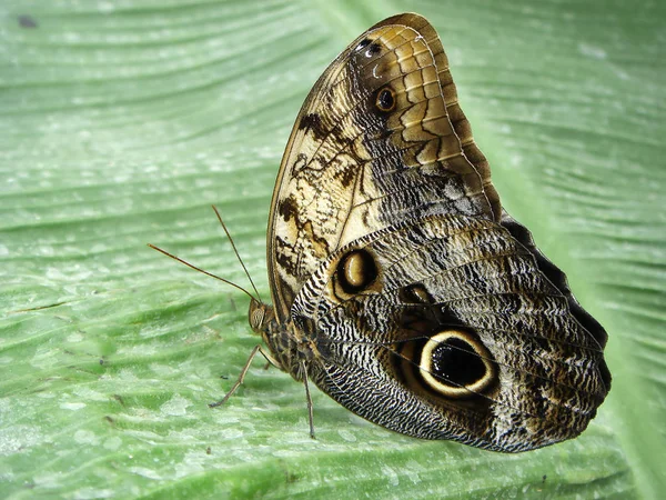 Nahaufnahme Von Exotisch Schönen Wanken — Stockfoto