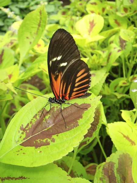 Vista Panorámica Los Peces Mariposa Bajo Agua — Foto de Stock