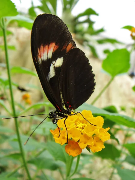 Närbild Insekter Vild Natur — Stockfoto