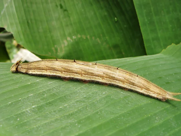 Closeup Bug Wild Nature — Stock Photo, Image