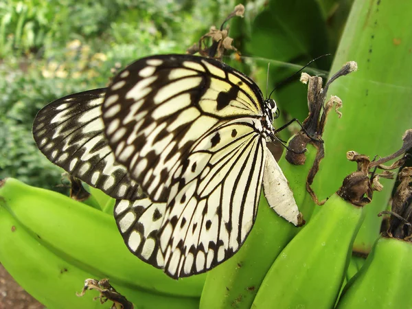 Papel Kite Mariposa Insecto — Foto de Stock