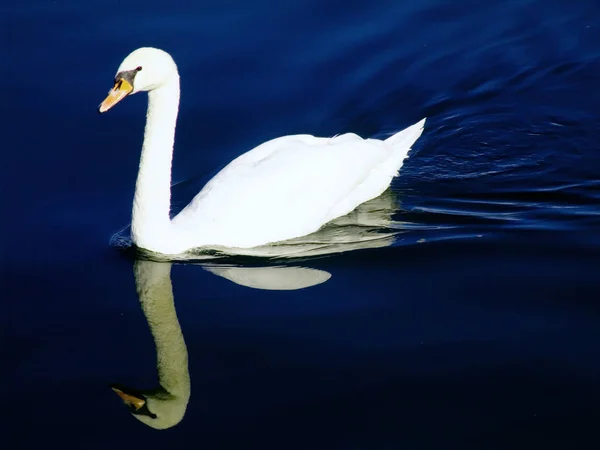 Cisne Nível Água — Fotografia de Stock