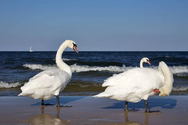 バルト海のビーチで白鳥は — ストック写真
