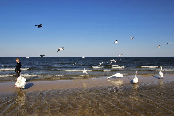Cisnes Praia Baltic Mar — Fotografia de Stock