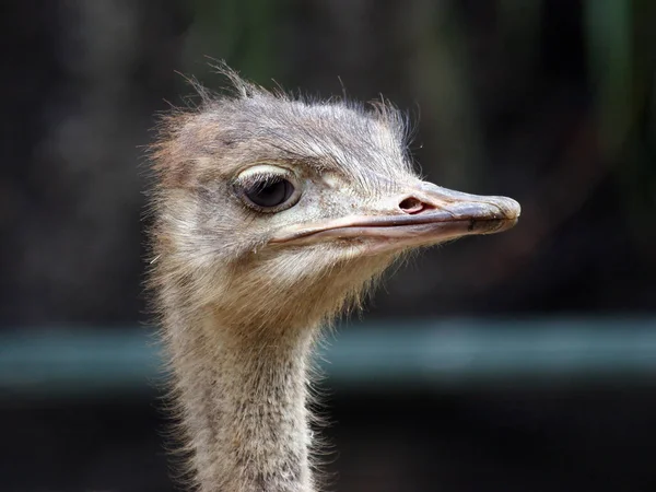 Ostrich Bird Animal Wildlife Stock Picture