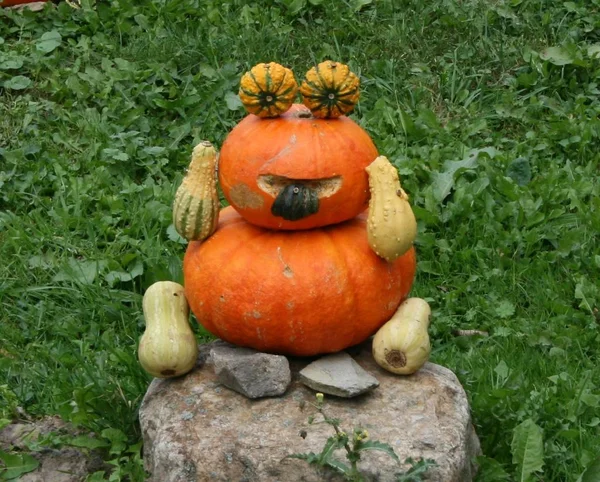Pumpkins Gourds Garden Royalty Free Stock Images