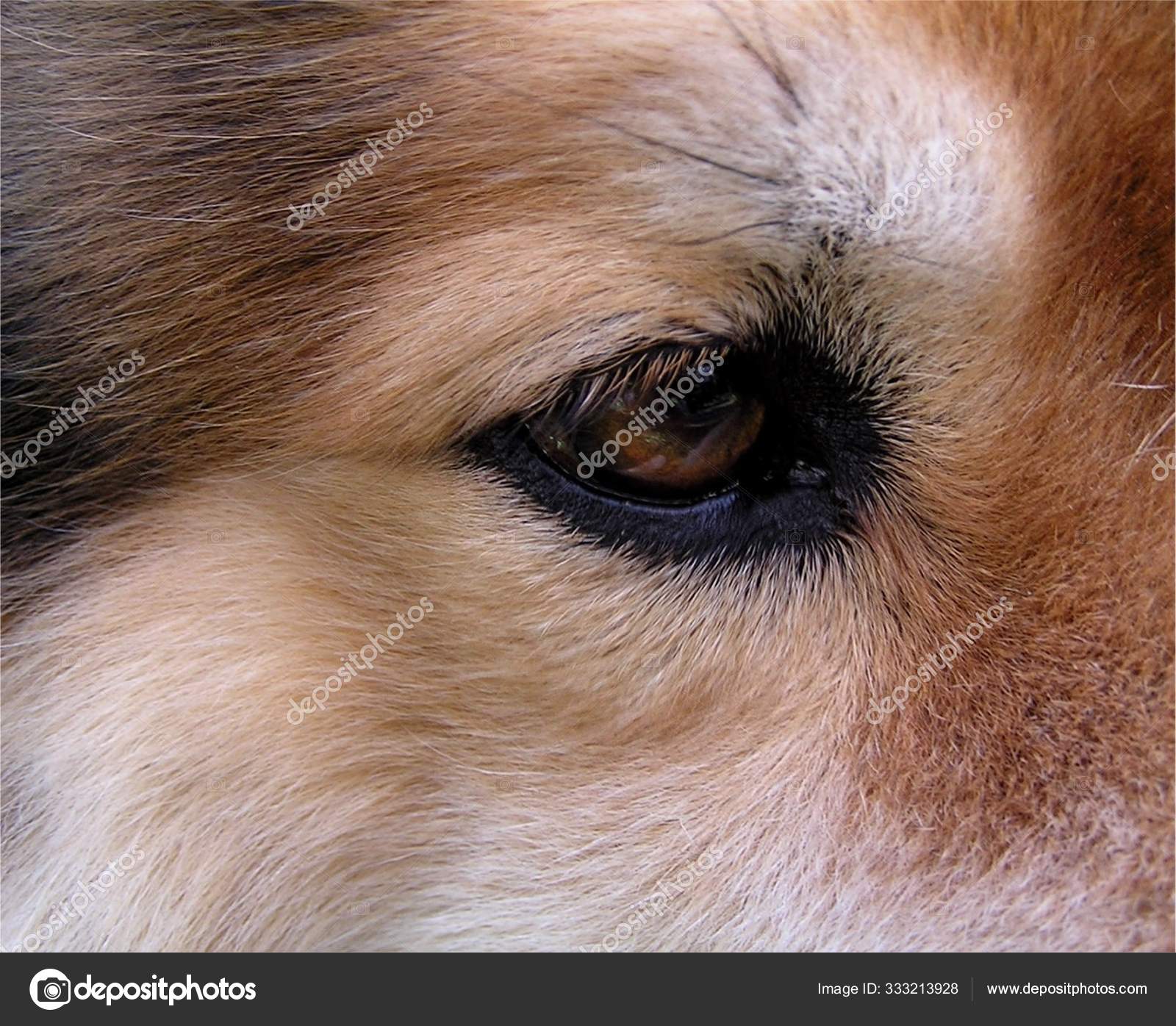 White Bump On Dogs Eyelid Shop Store Salvadoradv br white-bump-on-dogs-eyelid-shop-store-salvadoradv-br