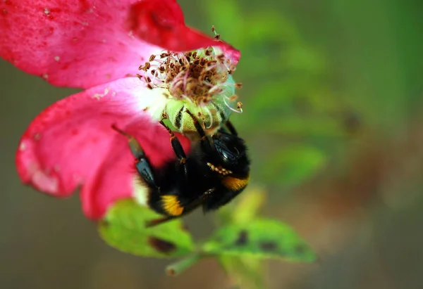 Close Beeld Van Bug Natuur — Stockfoto