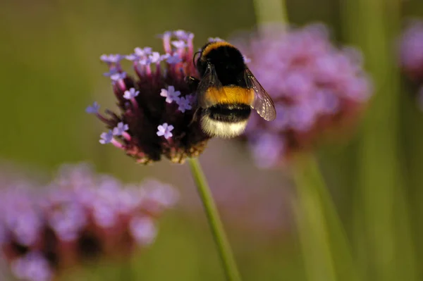 Les Abeilles Avaient Plaisir Rhubarbe Ornementale — Photo