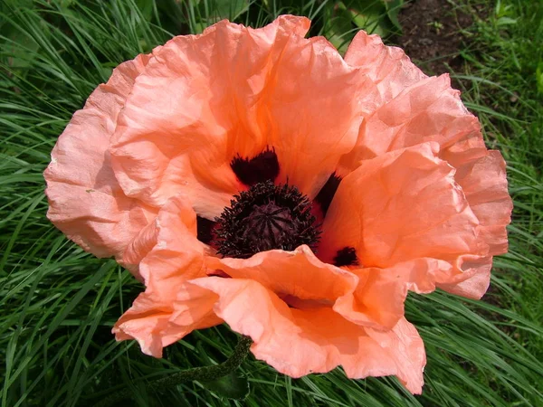 Vue Rapprochée Belles Fleurs Pavot Sauvage — Photo