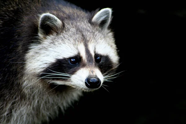 Mapache Animal Fauna Mamífero Familia Procyonid — Foto de Stock