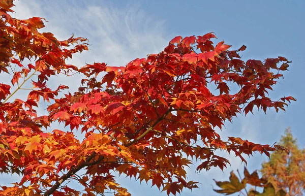 Autumnal Atmosphere Selective Focus — Stock Photo, Image