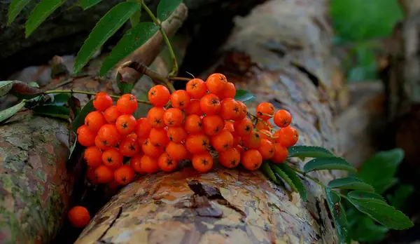 Tema Del Pájaro Pintoresco Tiro — Foto de Stock