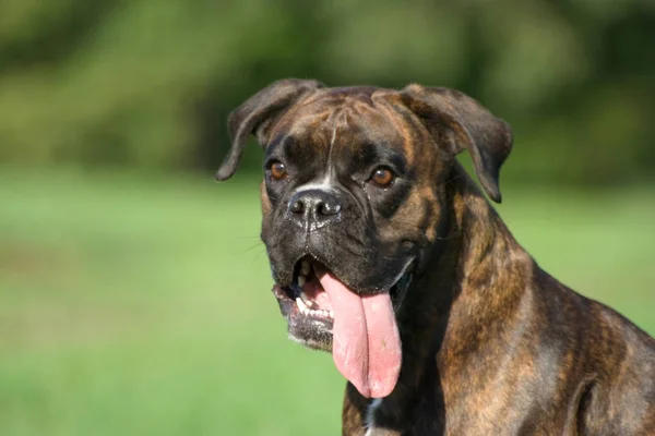 Brindle Bokser Raszuivere Vrouwelijke Bruine — Stockfoto