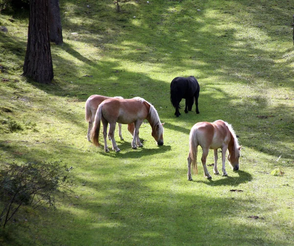 Herde Von Pferden Weidet Freien — Stockfoto