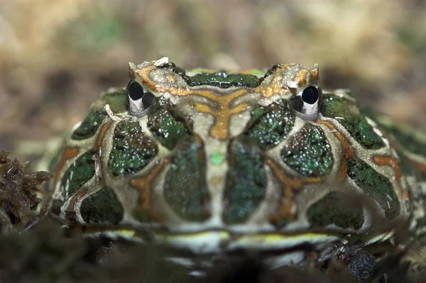 Rana Animal Anfibio Ensalada — Foto de Stock