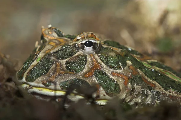 Żaba Zwierzę Płazy Ropucha — Zdjęcie stockowe