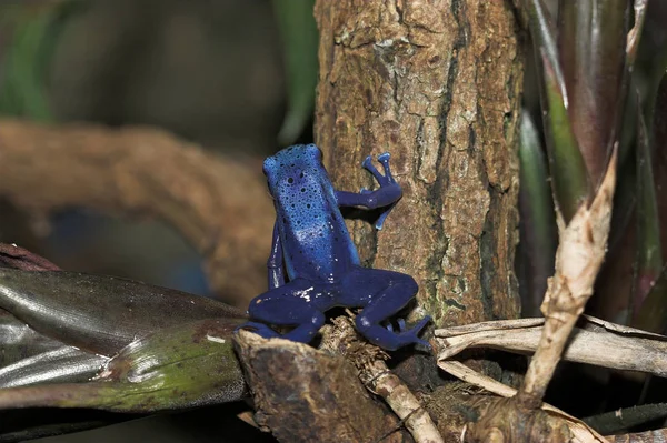 Amfibisch Dier Kikkerreptiel — Stockfoto