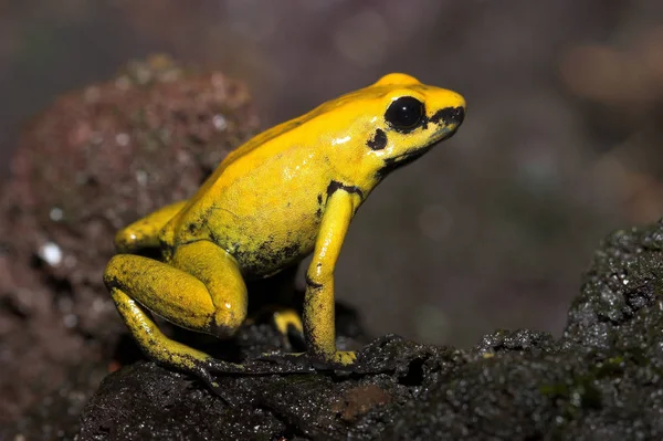 개구리 양서류 두꺼비 — 스톡 사진