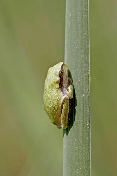 Hyla Meridionalis Средневековая Лягушка — стоковое фото