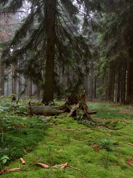 Bosque Coníferas Con Árboles Largos —  Fotos de Stock