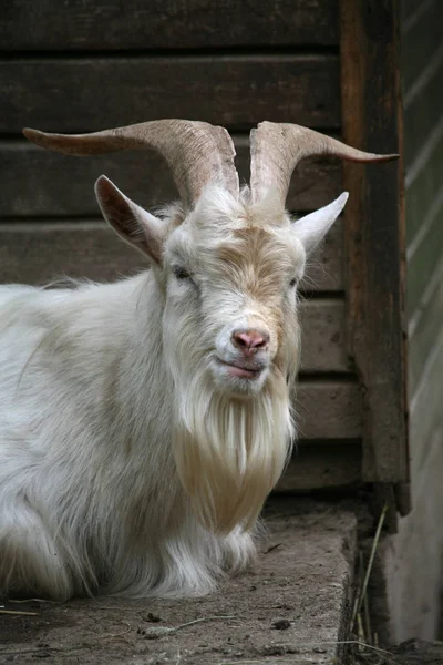 Portrait Powerful Goat — Stock Photo, Image