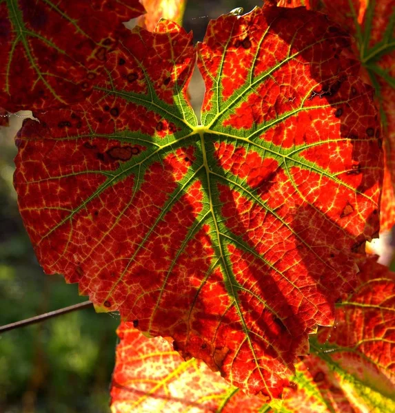 Prachtig Herfstblad Het Bos — Stockfoto