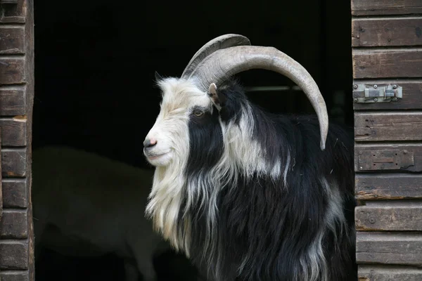 Zwierzęta Gospodarskie Pastwiskach — Zdjęcie stockowe