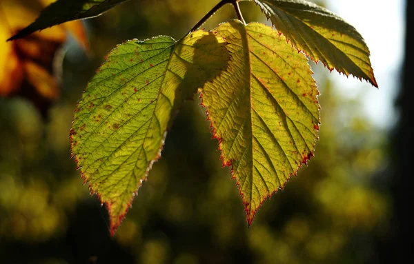 Prachtig Kleurrijk Herfstblad — Stockfoto