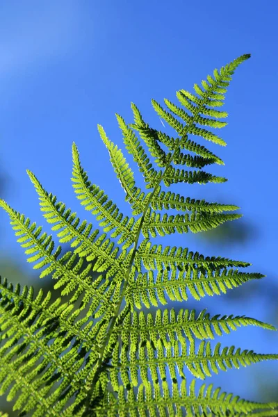 Folha Samambaia Flora Folhagem — Fotografia de Stock