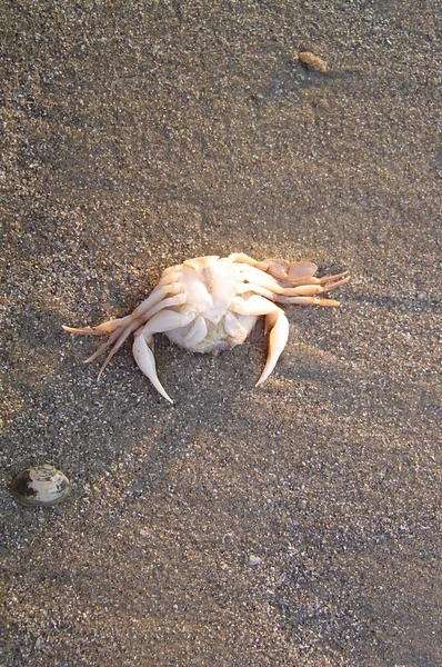 Krabbe Auf Dem Rücken — Stockfoto