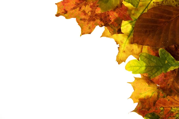 Podzimní Listy Izolované Bílém — Stock fotografie