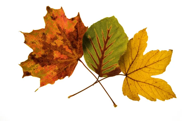 Schöne Bunte Herbstblätter — Stockfoto