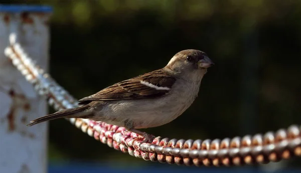 Doğadaki Güzel Kuşun Manzarası — Stok fotoğraf