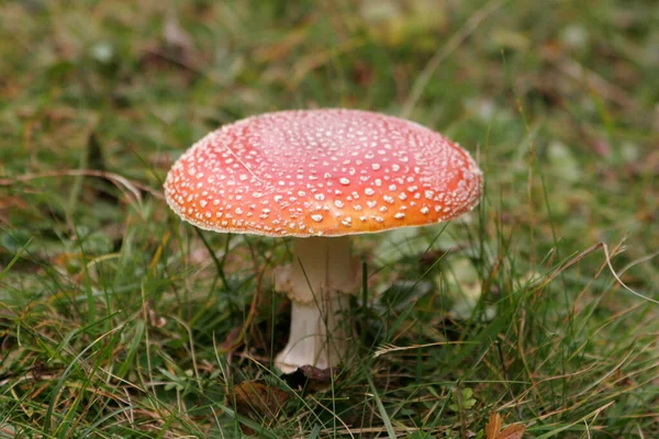 Odla Svamp Skogen Natur Bakgrund — Stockfoto